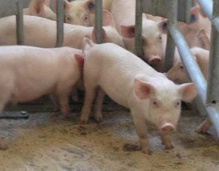 «Фрідом Фарм Бекон» збудує племінний репродуктор на 750 свиноматок