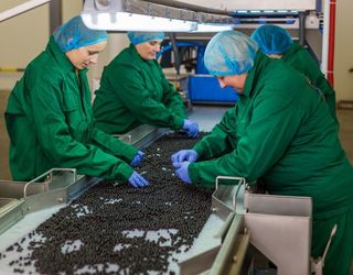 «Фруктона-ВН» підвищить продуктивність переробки ягід за допомоги Проекту USAID