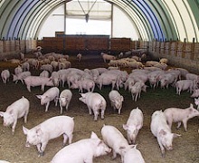 Американці перевіряють біобезпеку українських свиноферм і м’ясопереробних підприємств