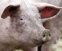 Від АЧС загинули свині на Черкащині й Одещині