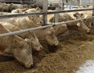 Хронічний ацидоз рубця у корів можуть спровокувати варені кислі корми