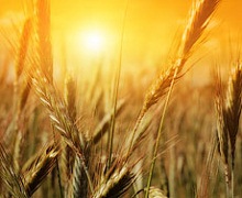 Урожай зернових у Криму буде мінімум удвічі меншим за минулорічний