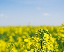 Ріпак збільшує врожай пшениці на 10-30%