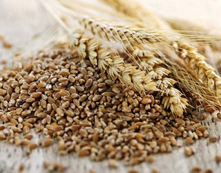 Конкуренція за якісне зерно на українському ринку зросте