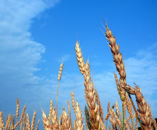 Ціни на українську пшеницю дещо знизились