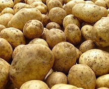 Основні втрати врожаю картоплі припадають на перший місяць зберігання