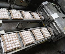 Полтавська птахофабрика експортує 20-40% вироблених яєць