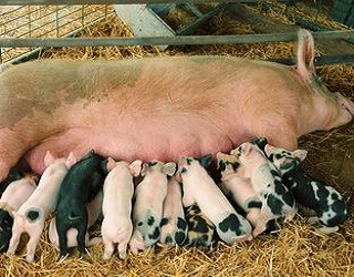 Відтворювальна здатність свиноматок впливає на прибутковість виробництва свинини