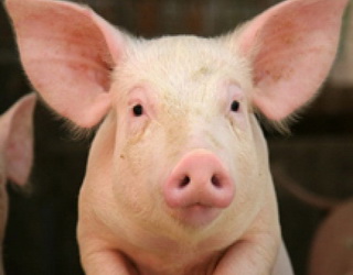 У селі на Запоріжжі загинули свині від АЧС