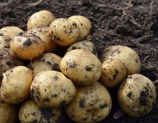 «Дніпровська перлина» почала збирати ранню картоплю
