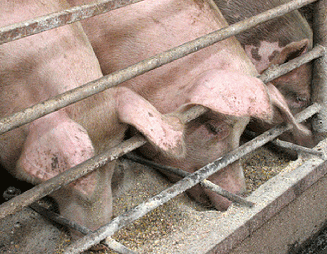 У господарствах населення зросла кількість свиней