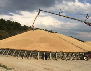 До кінця місяця ДПЗКУ закупить 40 тис. тонн зерна нового врожаю