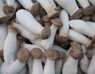 В Україні стрімко зростає сегмент екзотичних грибів