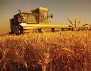 Зібрано перші 10 тис. тонн озимої пшениці та 6 тис. тонн ріпаку