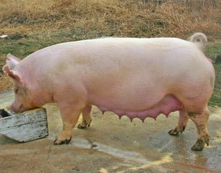 Для беконної відгодівлі потрібні скороспілі свині білої масті з довгим тулубом