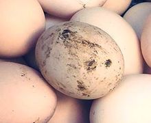 Кількість забрудненого яйця залежить від віку птиці