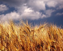 Середня врожайність озимої пшениці на Херсонщині впала через посушливу погоду