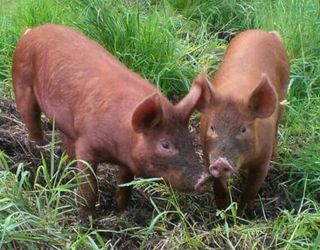 В Україні непросто знайти свинину для виготовлення прошуто