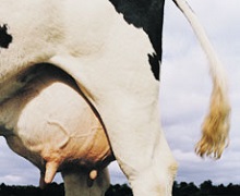 Вміст жиру та білка в молоці зменшується з дорослішанням корів