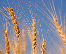Збільшення врожаю ярої твердої пшениці залежить від унесених добрив