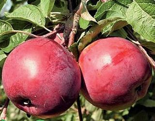 Вчені відібрали сорти яблуні з імунітетом до парші для Правобережного Лісостепу