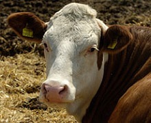 Черкаське господарство відновить молочну ферму