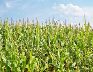 Коливання температури і короткочасні опади сприятимуть поширенню пухирчастої сажки кукурудзи