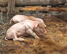 Антибіотики малоефективні за лавсоніозу свиней