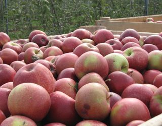 На успішне зберігання яблук суттєво впливає стан, у якому було зібрано плоди