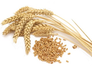 Як визначити рівень білка в пшениці