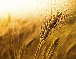 Через тверду сажку можна втратити до 40% врожаю зерна