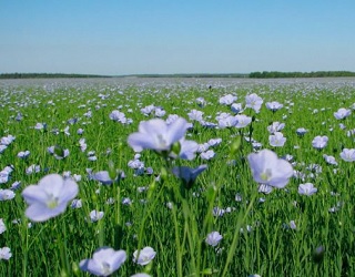 Висока вологість повітря сприяє розвитку борошнистої роси на посівах льону