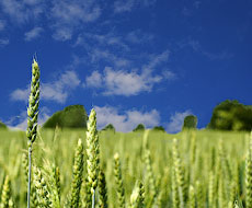 Найбільш ефективним на ярій пшениці є профілактичне застосування фунгіцидів