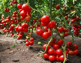 Щеплення збільшує врожайність томатів
