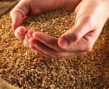 З початку сезону експортовано 1,5 млн тонн зерна