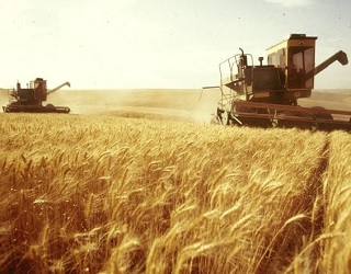 Аграрії зібрали зернові з 70% запланованих площ