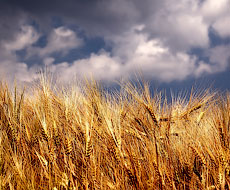 Урожай озимої пшениці через погоду може знизитись на 8-10%