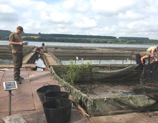 У Ладижинське водосховище на Вінниччині випустили понад 3 тонни риби