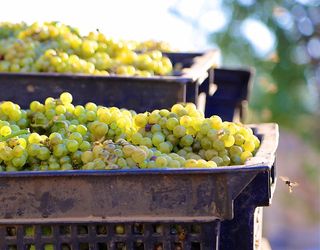 Високі врожаї вітчизняного винограду збили ціну на нього вдвічі