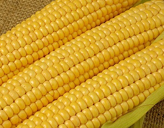 У поліетиленовій тарі цукрова кукурудза може зберігатись до 45 діб