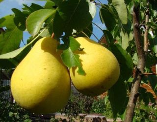 Фермерське господарство на Дніпропетровщині збільшить плодові сади