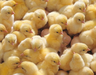 Вірус анемії курчат скорочує чистий дохід на 17-19%