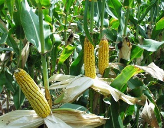 Цього року очікується інтенсивне поширення фузаріозу качанів кукурудзи