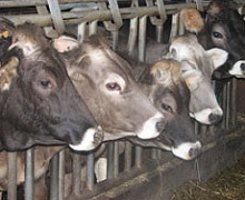 Як впливає на відтворення скорочений сухостійний період у корів