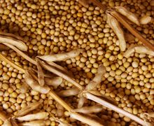 Урожай сої через борошнисту росу зменшується на 10-15%
