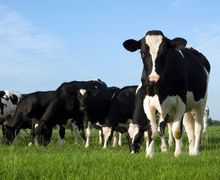 Чим загрожує коровам гіпокальціємія