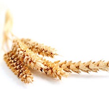 Правильне удобрення суттєво підвищує рівень білка і клейковини в пшениці