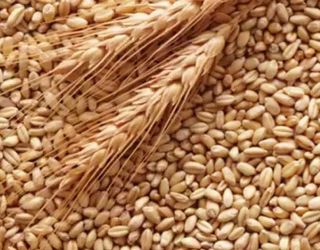 З початку сезону експортовано 3,9 млн тонн зерна