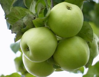 Які сорти яблуні мають щільніший м’якуш у знімальній стиглості