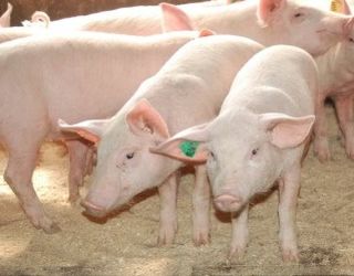 «Агропродсервіс» закупив 270 племінних свиней у Данії